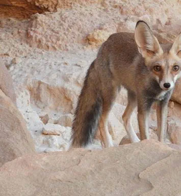 The Blanford's fox: A unique part of Aramco’s biodiversity action