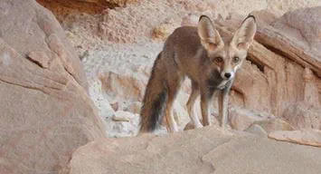 الثعلب الأفغاني..