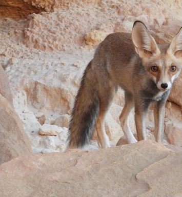 الثعلب الأفغاني..