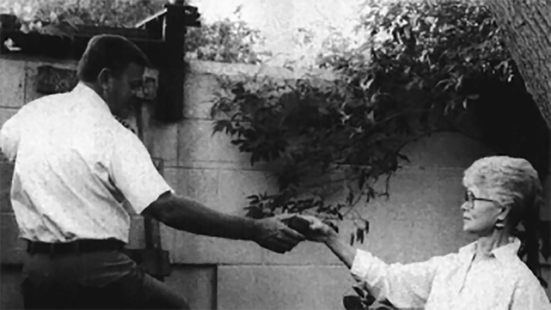 This Day in History (1993): Wild parakeets add backyard color, commotion