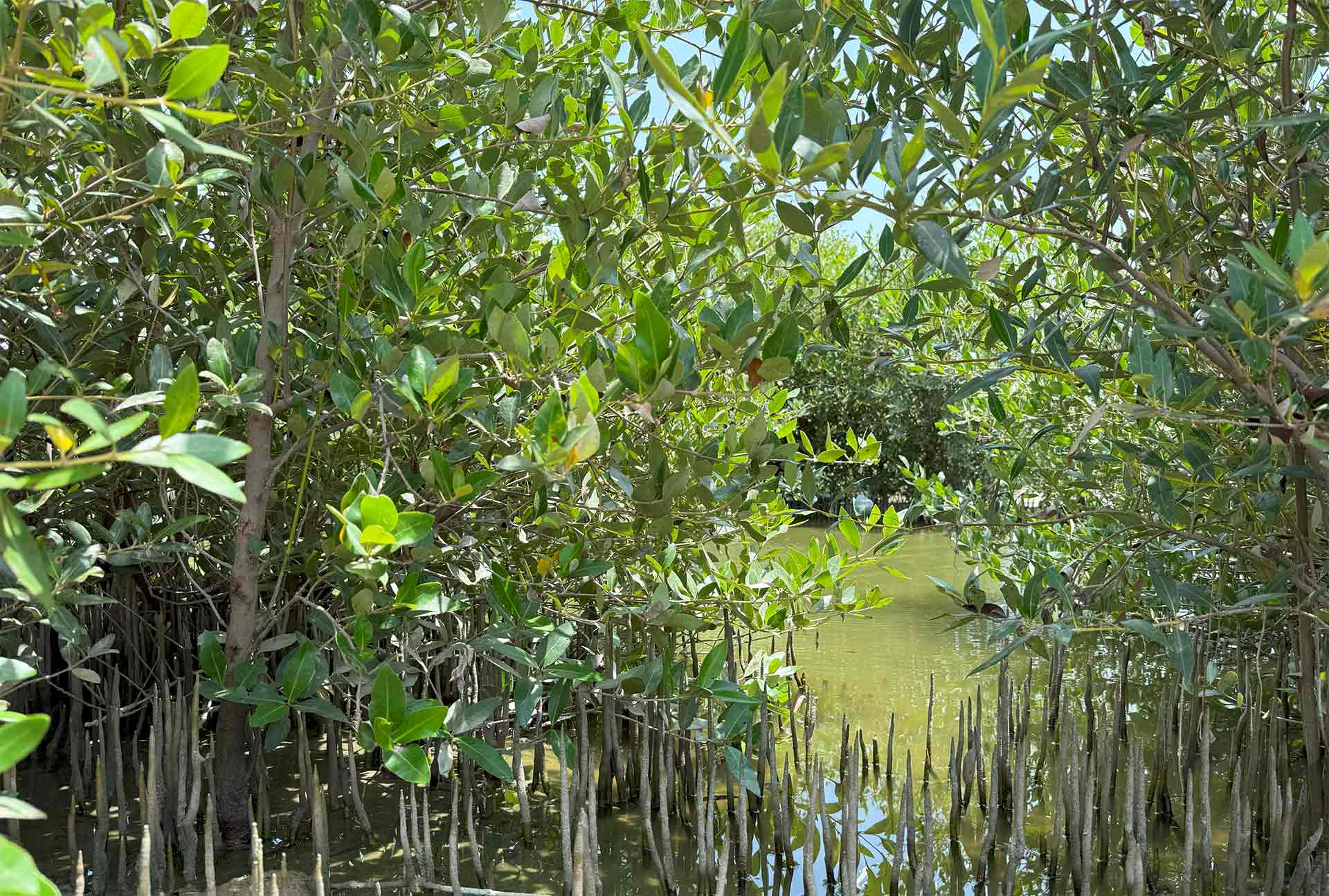How does our Mangrove Carbon Credit Enhancement Program increase the carbon potential of mangroves?