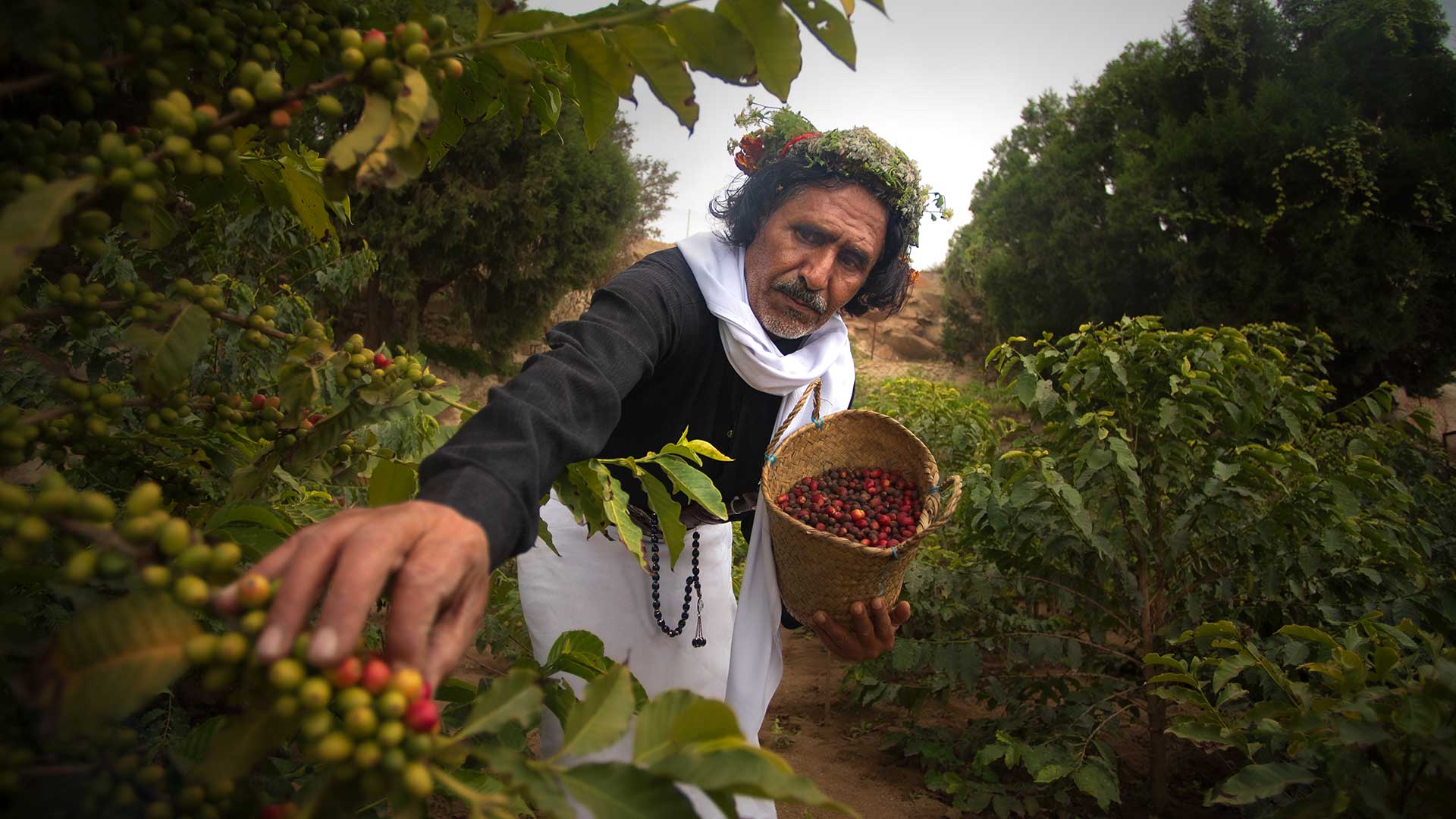 Aramco hands over Jazan coffee industry success story to Saudi Coffee Company