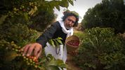 Aramco hands over Jazan coffee industry success story to Saudi Coffee Company