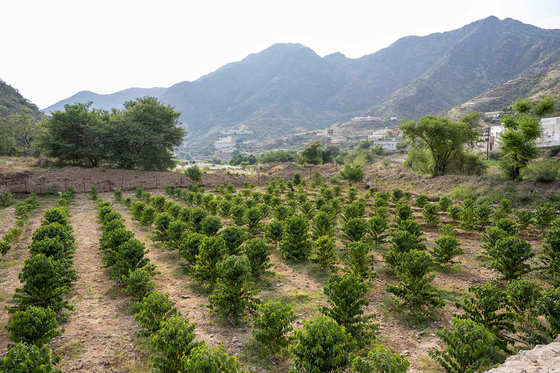 Generations of Saudi farmers have cultivated and nurtured coffee trees that yield a prized and distinctly aromatic variety of the famous Arabica coffee bean.