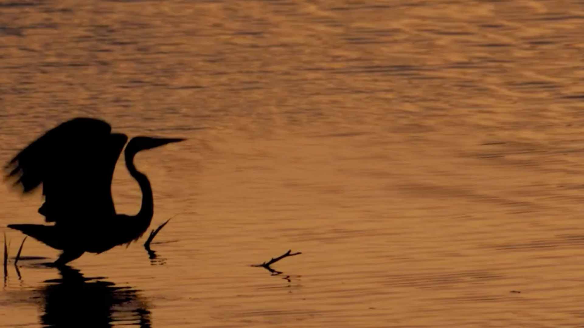 VIDEO: Learn more about our biodiversity efforts at two lakes in Dhahran