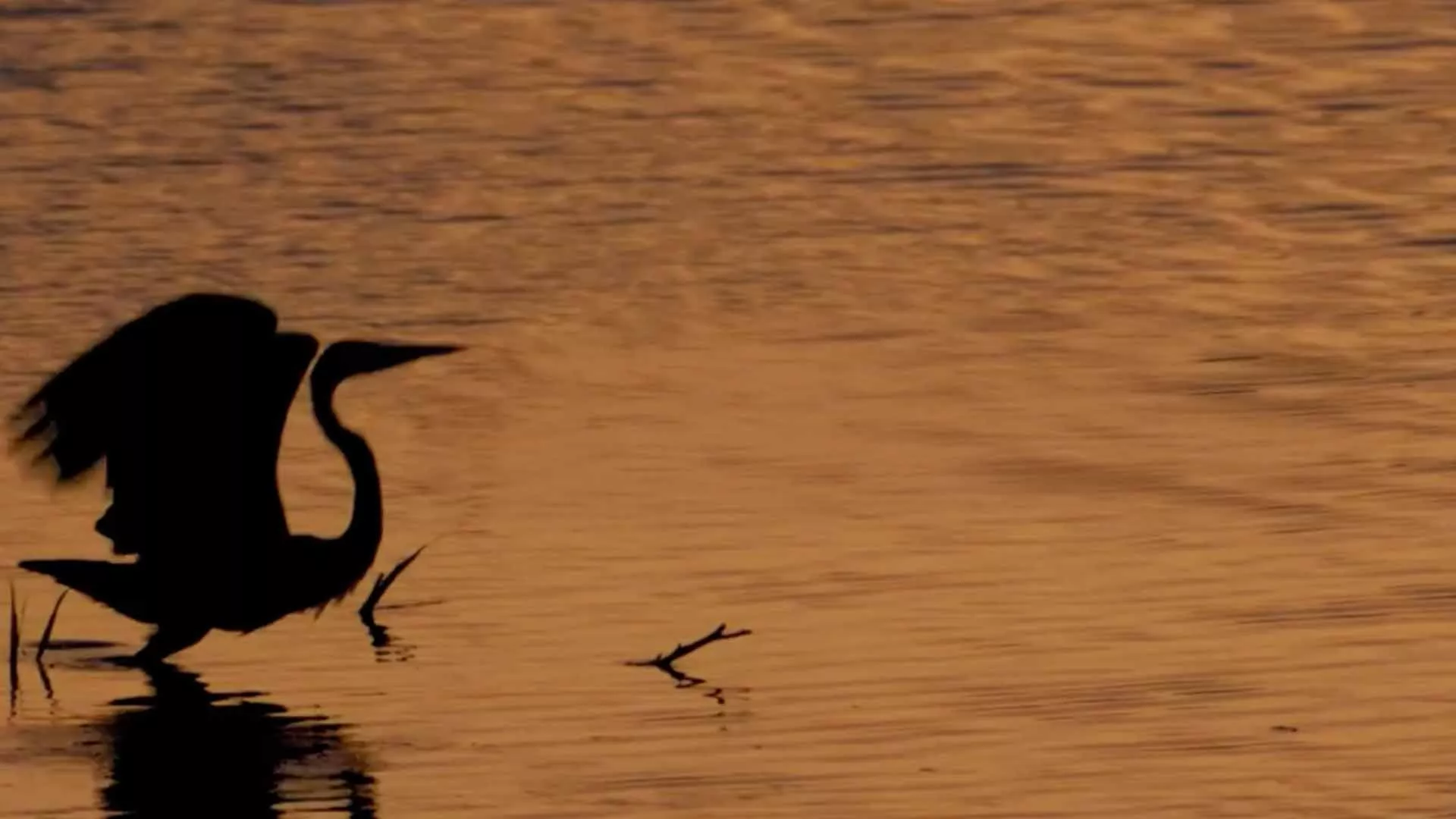 VIDEO: Learn more about our biodiversity efforts at two lakes in Dhahran