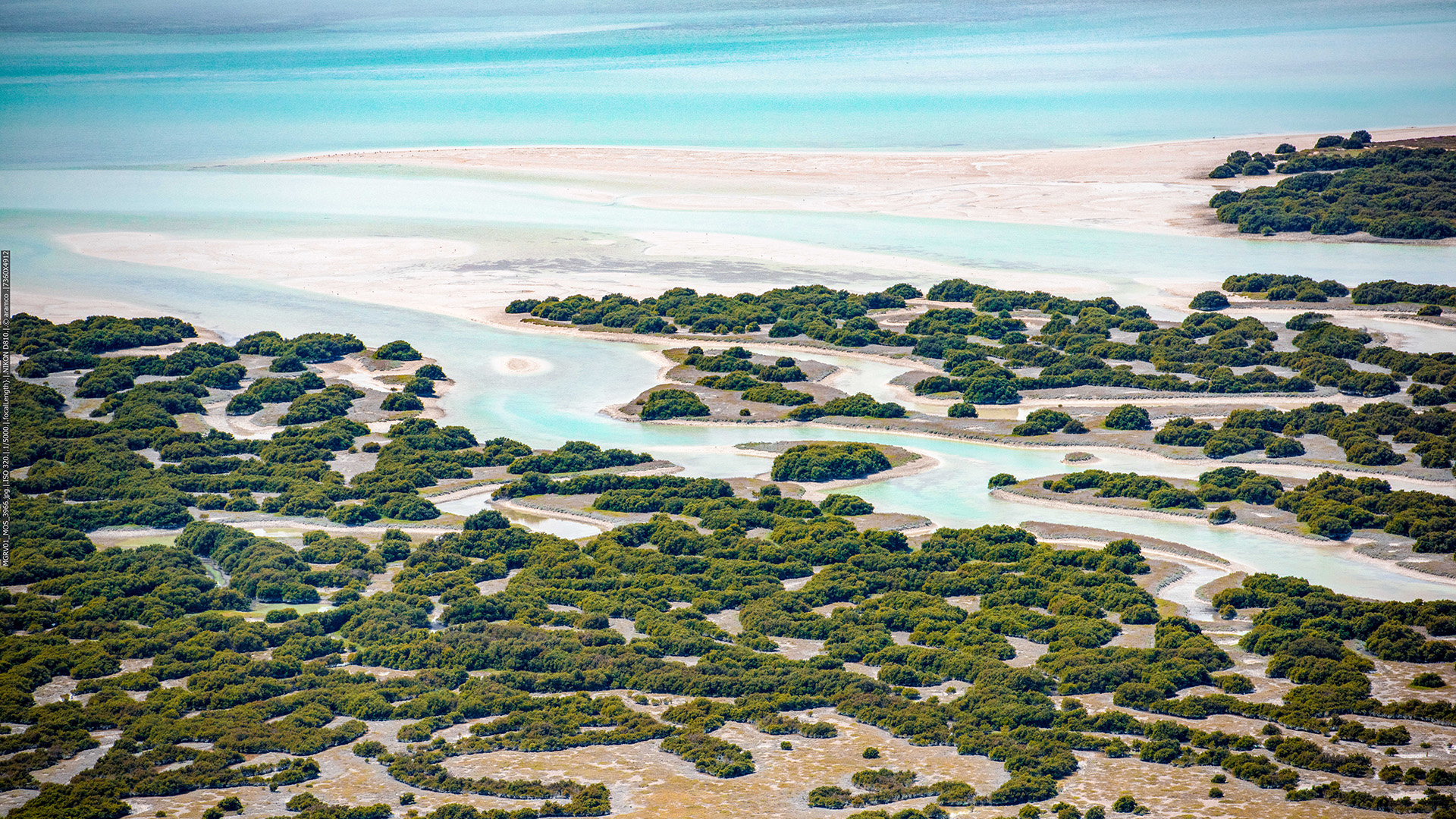 Company establishes structured framework for mangrove restoration program