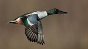 World Migratory Bird Day: Spring offers Dhahran birdwatchers the perfect chance to view birds migrating on global routes