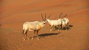 How is Shaybah’s desert sanctuary helping restore Saudi wildlife?