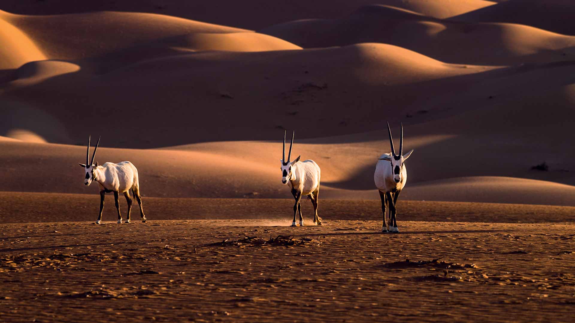 OUR HISTORY: Rooted in the land — How Aramco’s commitment to environmental stability began over two generations ago