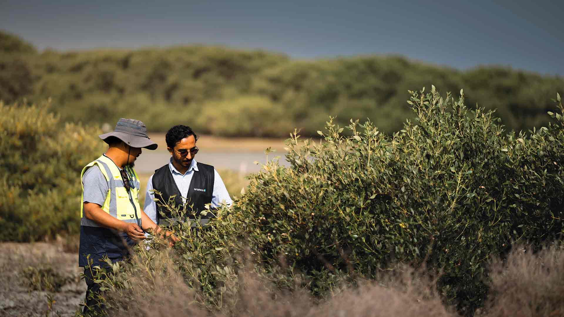 Planting 20,000 mangroves in al-Zour for a greener Saudi Arabia