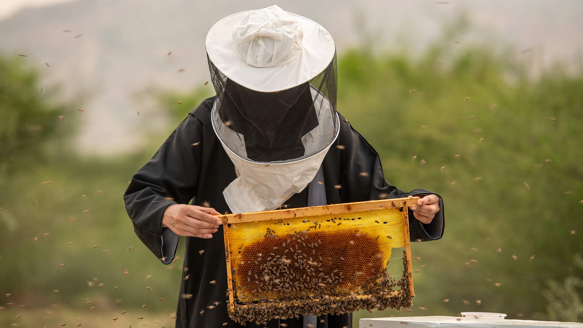 From hive to harvest: Celebrating World Bee Day and International Tea Day