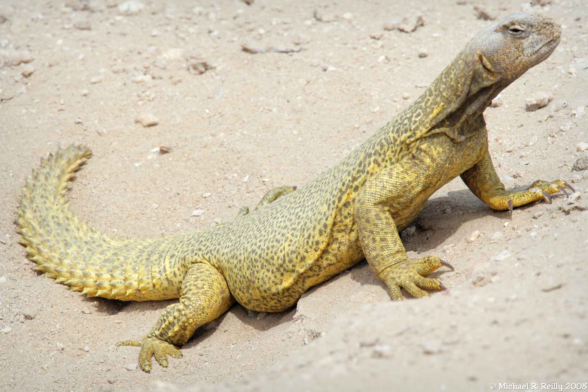 Aramco prioritizes biodiversity protection programs 