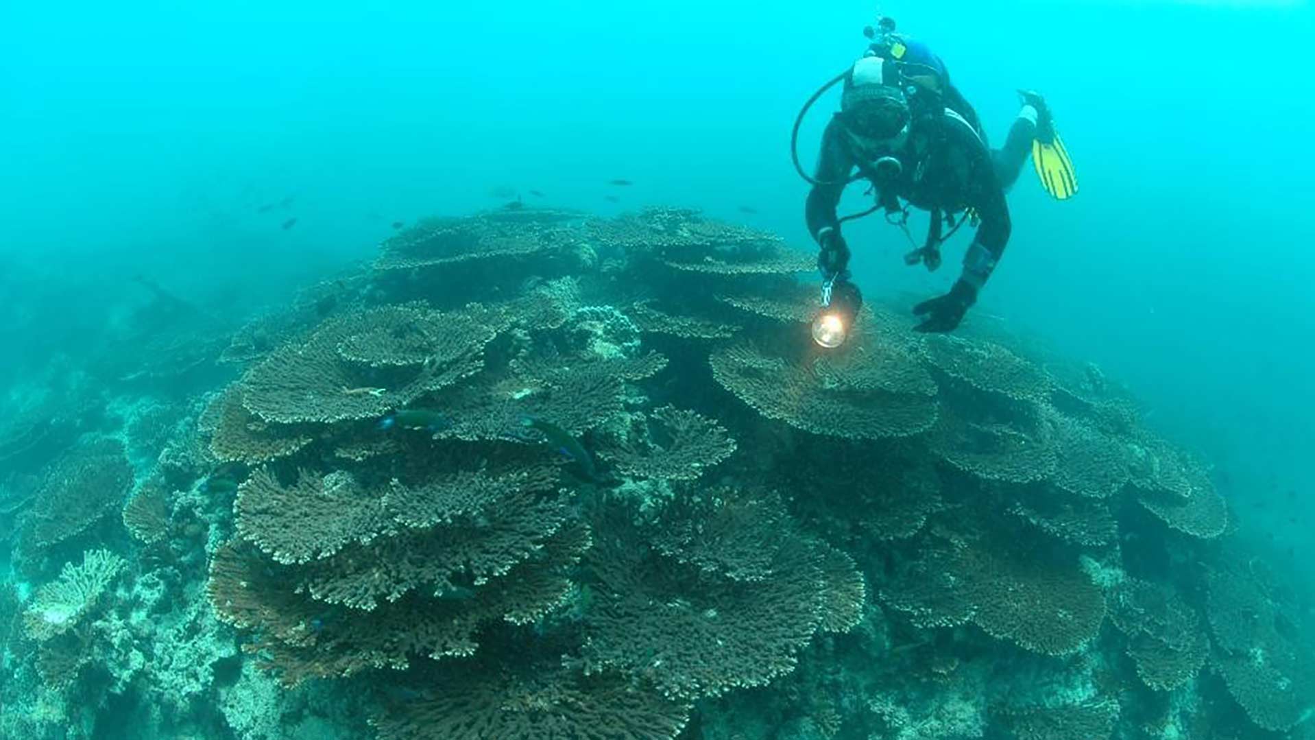 Coral Reefs: Marine habitats in a changing world