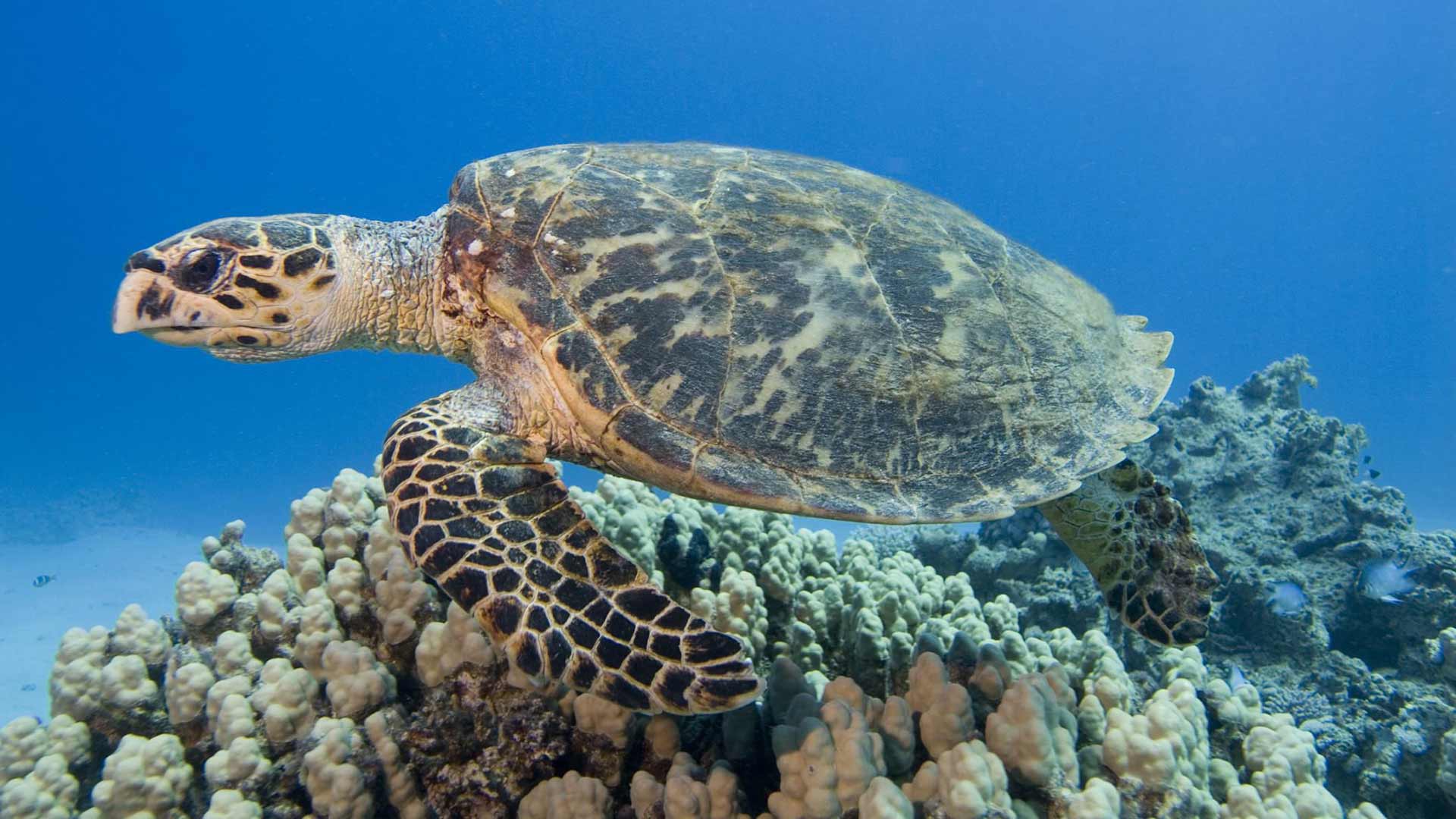 Aramco initiatives help to preserve sea turtles, habitats across Arabian Gulf