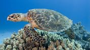 Aramco initiatives help to preserve sea turtles, habitats across Arabian Gulf