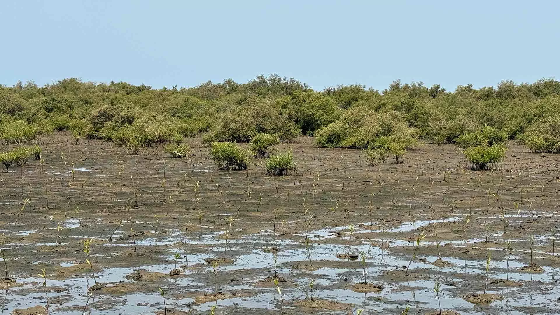 Aramco scales up mangrove afforestation efforts to support Vision 2030, Saudi Green Initiative