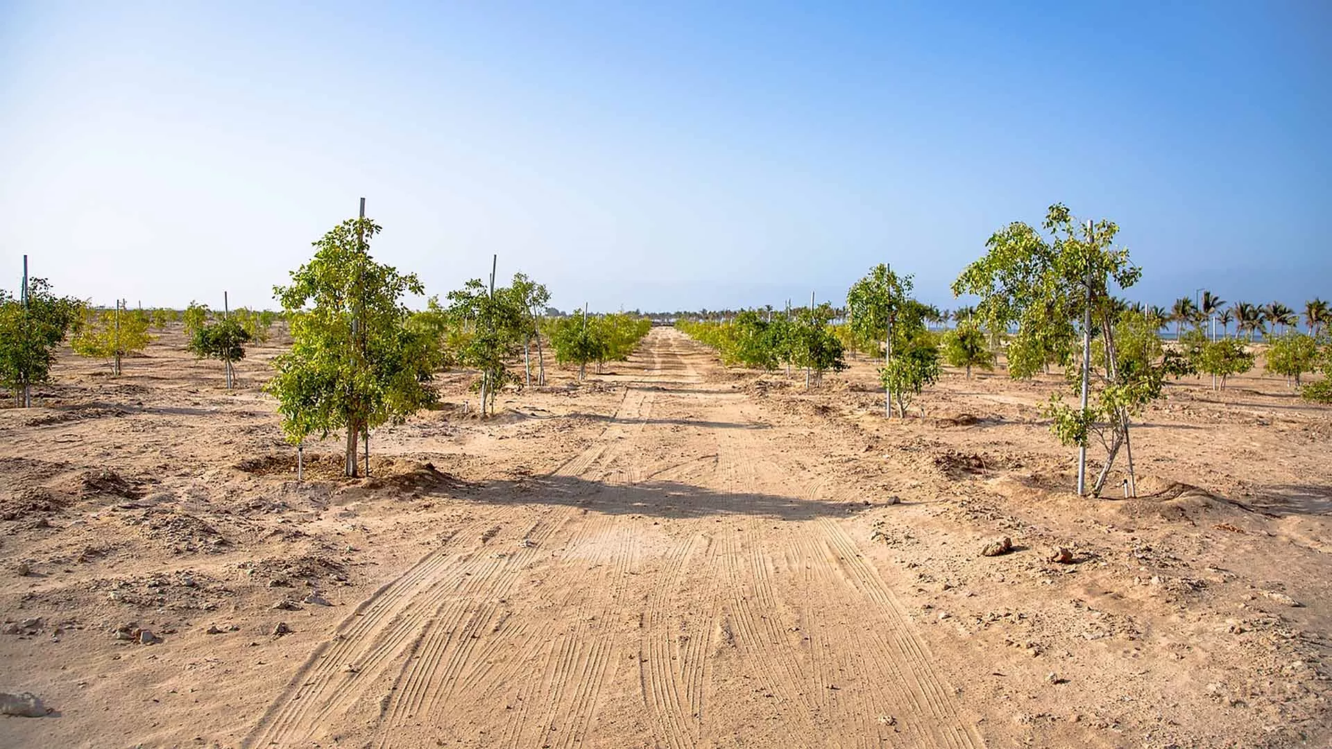 Yanbu’ Halophytes Plantation Initiative helps turn saline coastal areas into sustainable opportunities