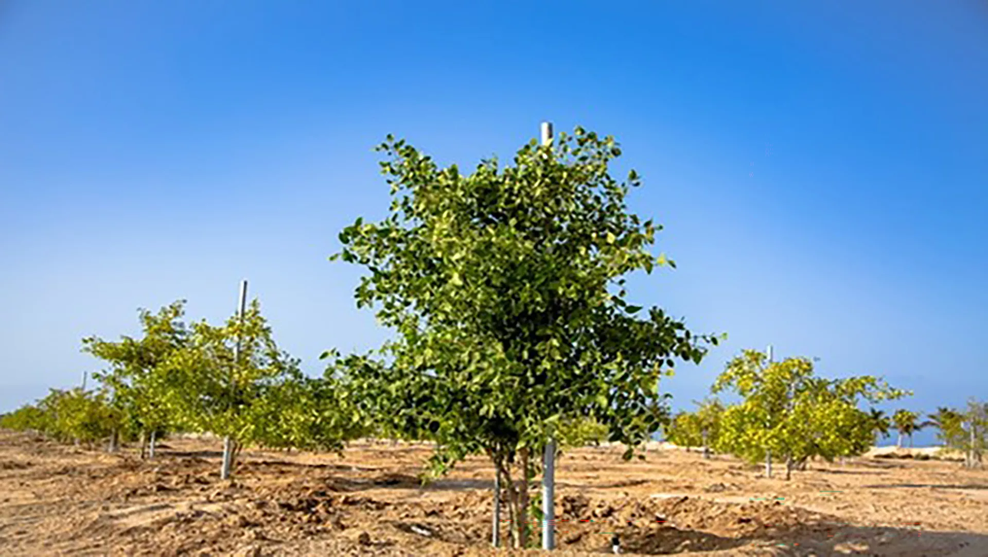 Yanbu’ Halophytes Plantation Initiative helps turn saline coastal areas into sustainable opportunities