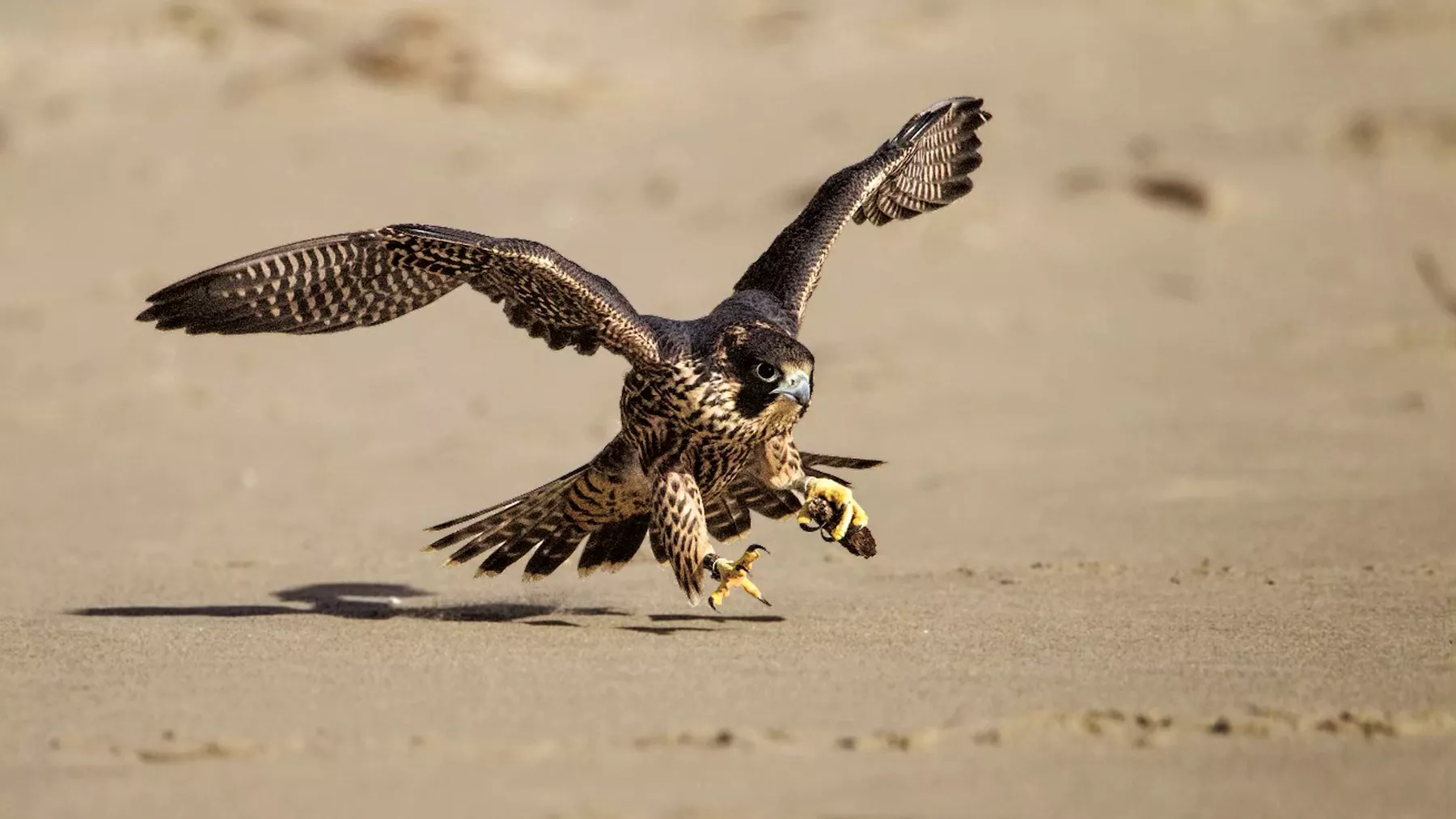Echoes of the wild: How nature shapes our heritage