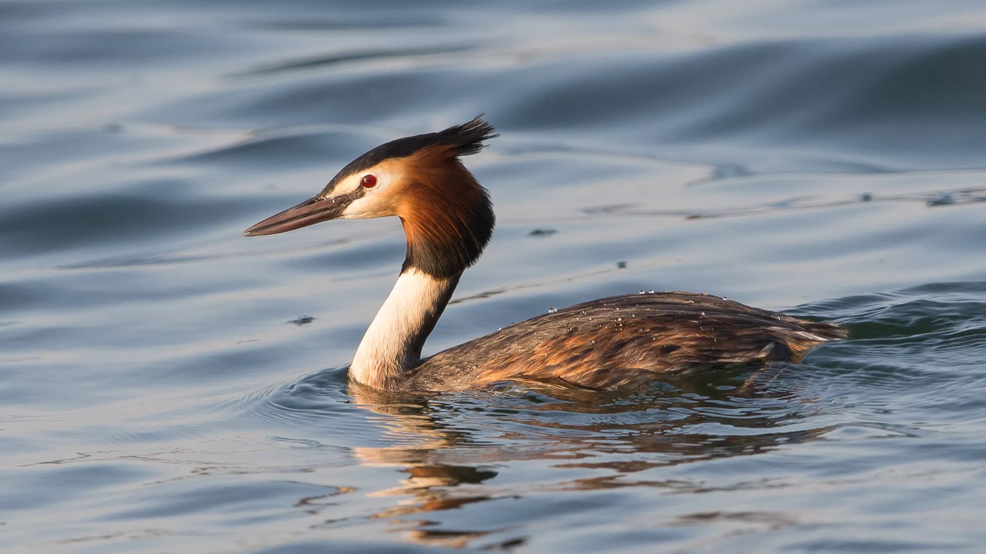 Company’s conservation efforts successfully enable wildlife, habitat preservation across Kingdom