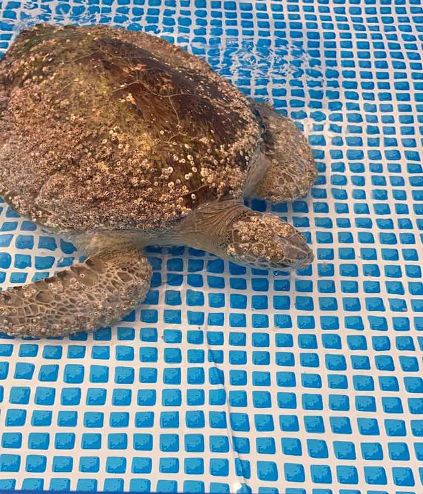 Ras Tanura Sea Turtle Rescue Center