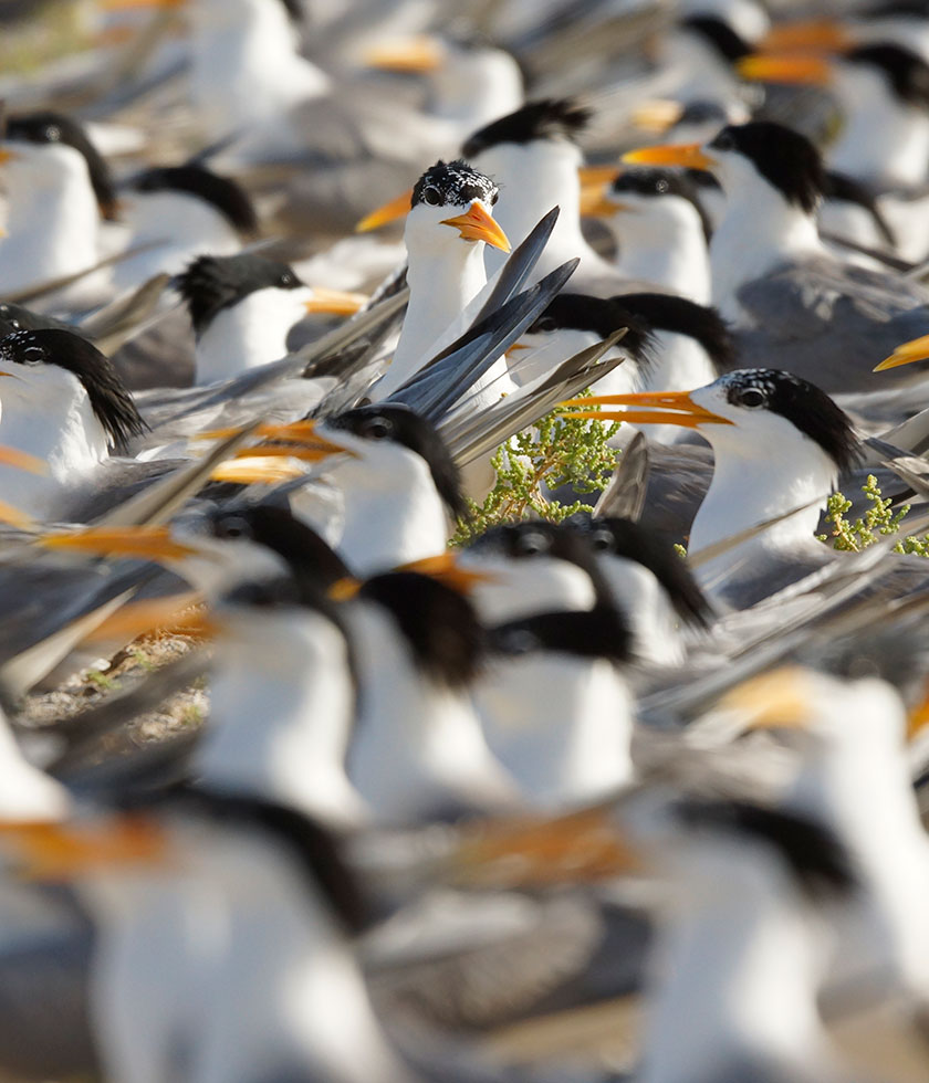 We need your help: Protect nesting birds