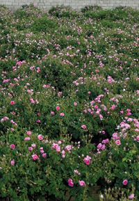 Tayif: A historic walk through the City of Roses